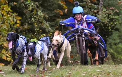 Musher on a dryland sled with dogs pulling them